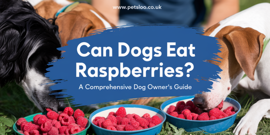 Can Dogs Eat Raspberries Can Dogs Eat Raspberries