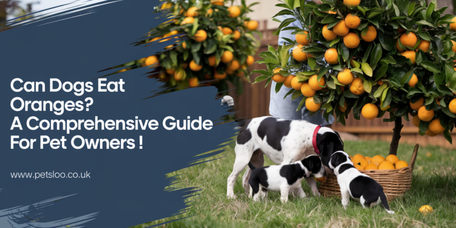 Can Dogs Eat Oranges