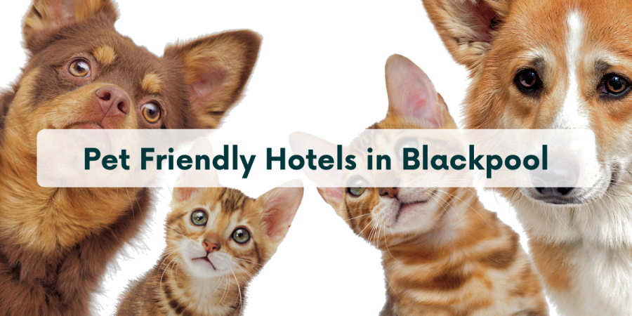 Pet Friendly Hotels in Blackpool