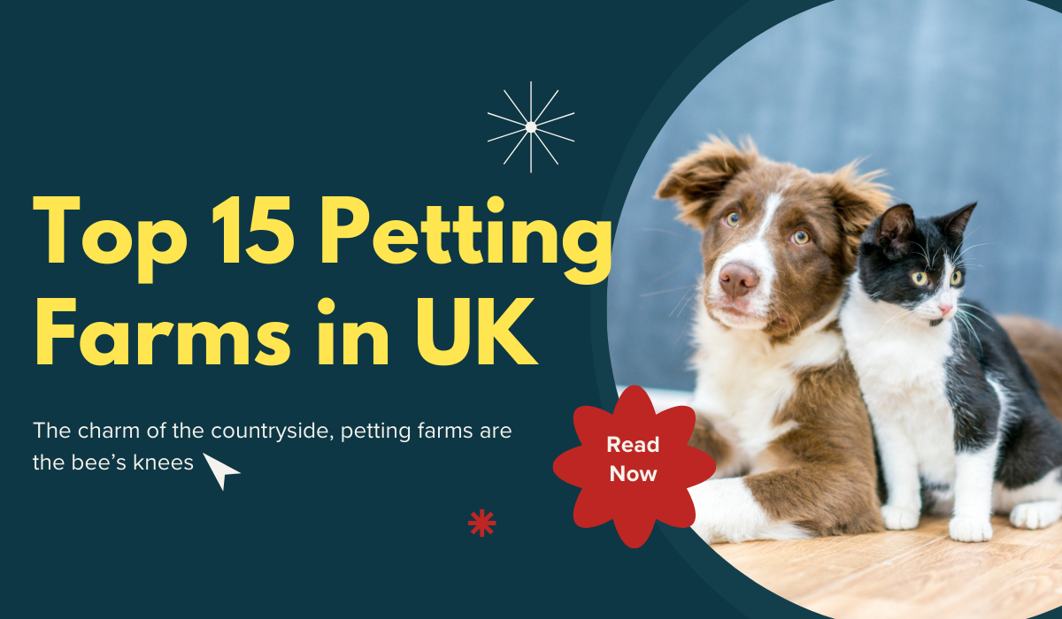 Top 15 Petting Farms Near Me in UK Dogs, Kittens, Horses