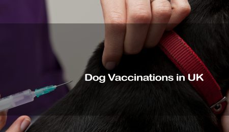 Dog Vaccinations in UK