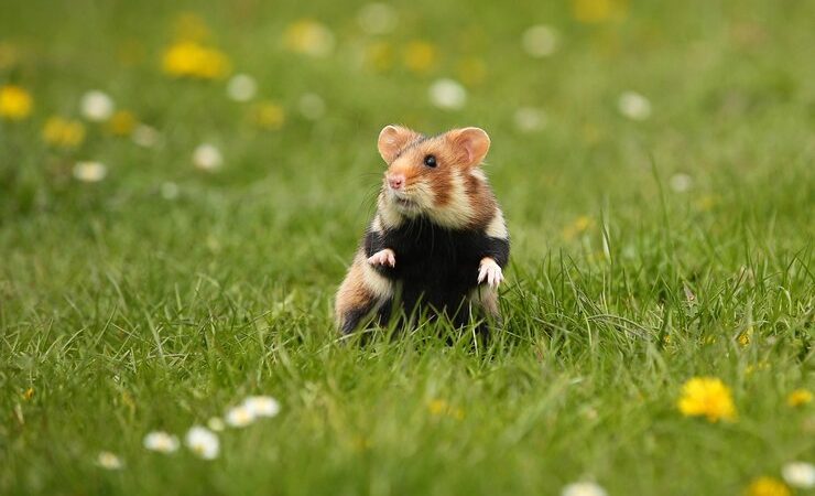 Can Hamsters Eat Cheese Can Hamsters Eat Cheese