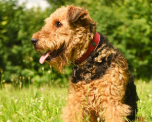 Airedale Terrier for Sale in UK