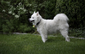 American Eskimo Dog for Sale in UK