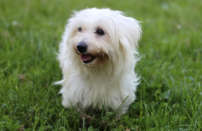 Coton de tulear for sale in UK
