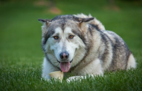 alaskan malamute for sale in UK