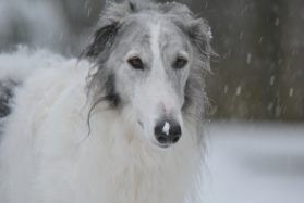 Borzoi Puppies For Sale in UK