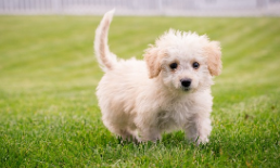 Cavachon Puppies for Sale in UK
