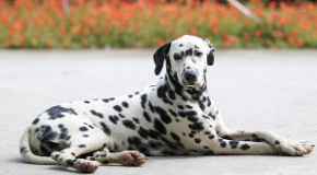 Dalmatian Puppies for sale in UK