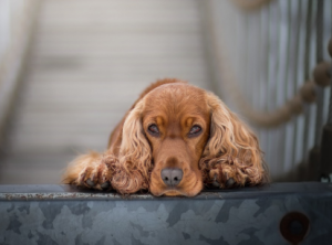 English Cocker Spaniels puppies for sale