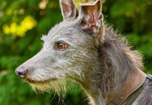 Lurcher puppies for sale in UK