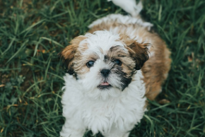 Shih Tzu Puppies for Sale in UK
