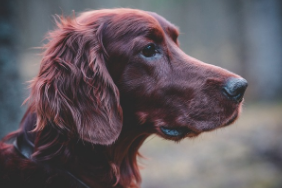 Sprocker Puppies for Sale in UK