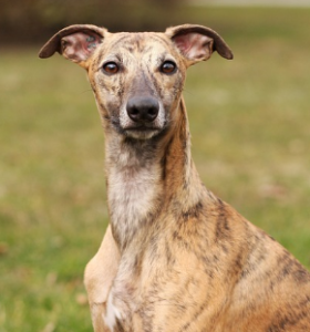 whippet puppies for sale in UK