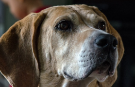 American Foxhound Puppies for Sale
