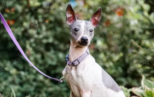 American Hairless Terrier for Sale