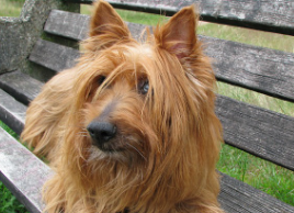 Australian Terrier Puppies for Sale