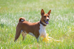 Basenji Puppies for Sale in UK