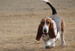Basset Hound Puppies for Sale