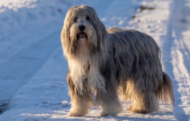 Bearded Collie Puppies For Sale UK