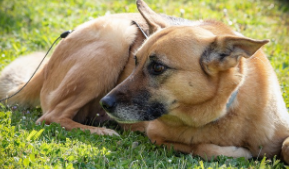 Chinook Puppies for Sale in UK