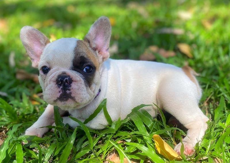 French Bulldog puppies available