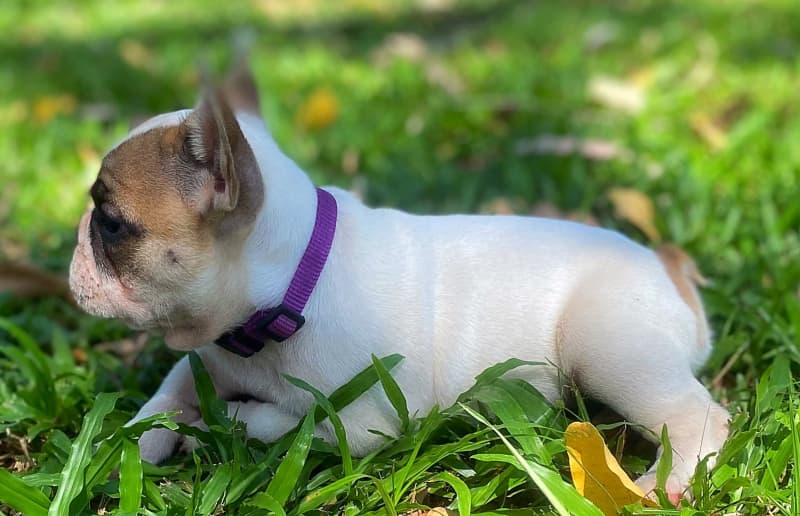 Males and females French Bulldogs for good homes