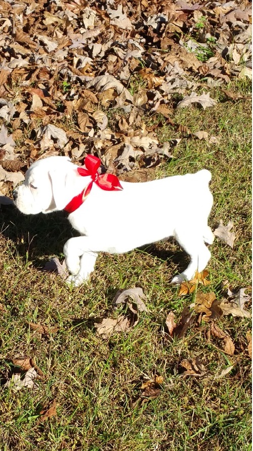 White Boxer Puppies Males/Female For Sale