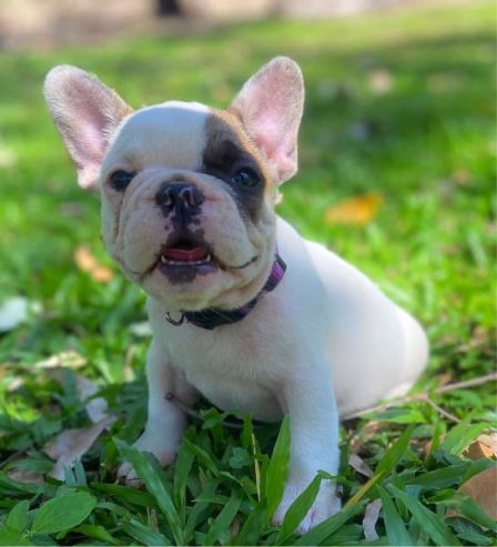Available French bulldog puppies