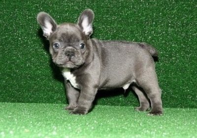Two French Bulldog Puppies Needs a New Family.