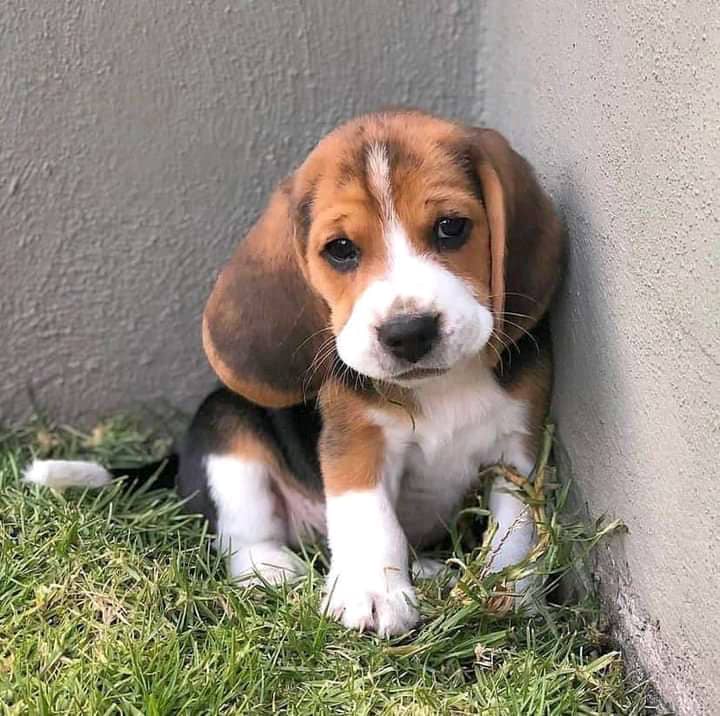 Beautiful Beagle Puppies for sale