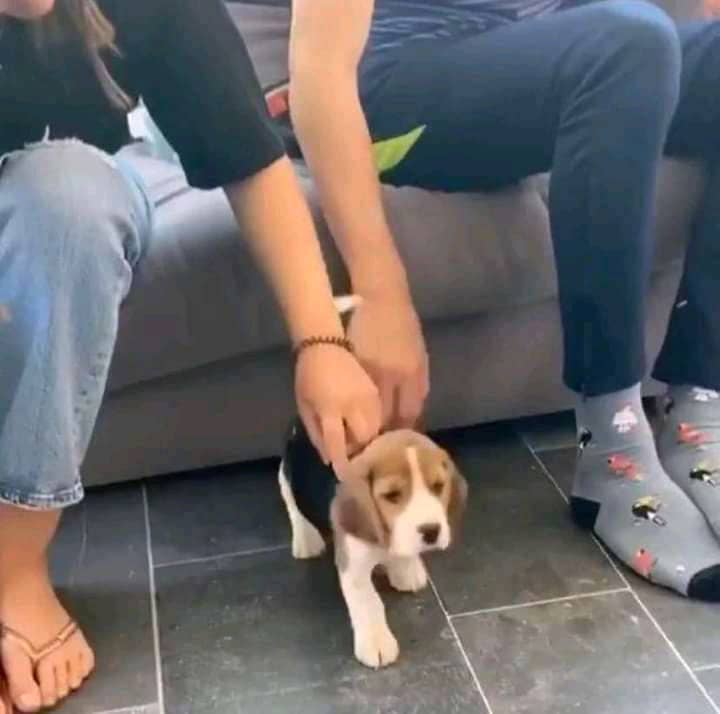 Beautiful Beagle Puppies for sale