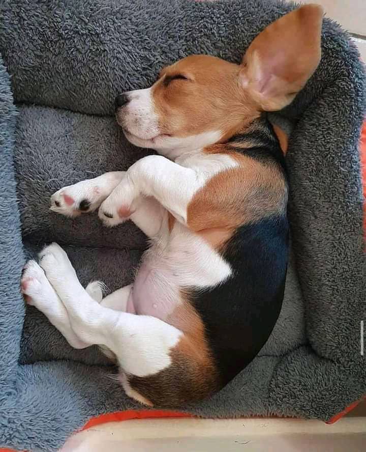 Beautiful Beagle Puppies for sale