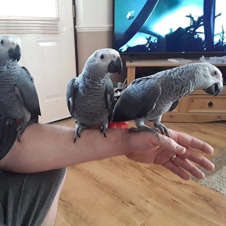 African grey and macaw parrots