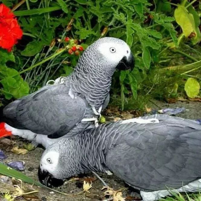 African grey and macaw parrots