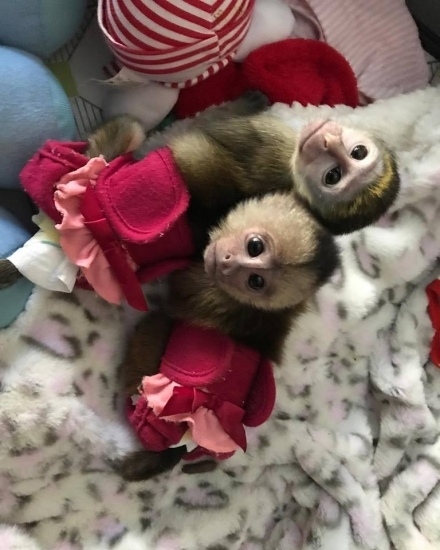 Lovely Capuchin Monkeys