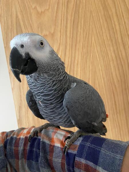 African grey parrots