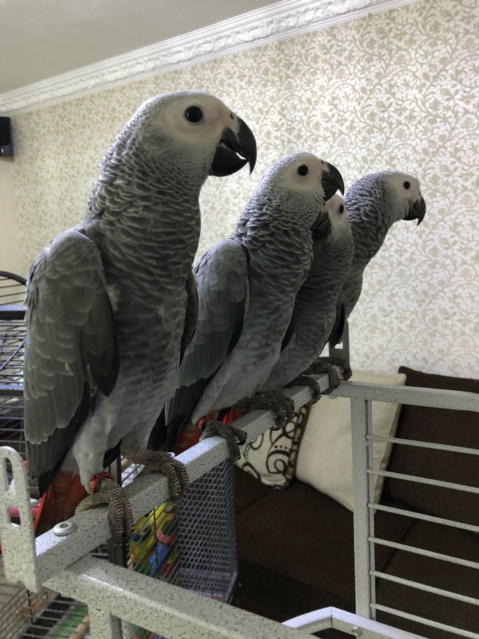 Adopt Hand tamed African grey parrots