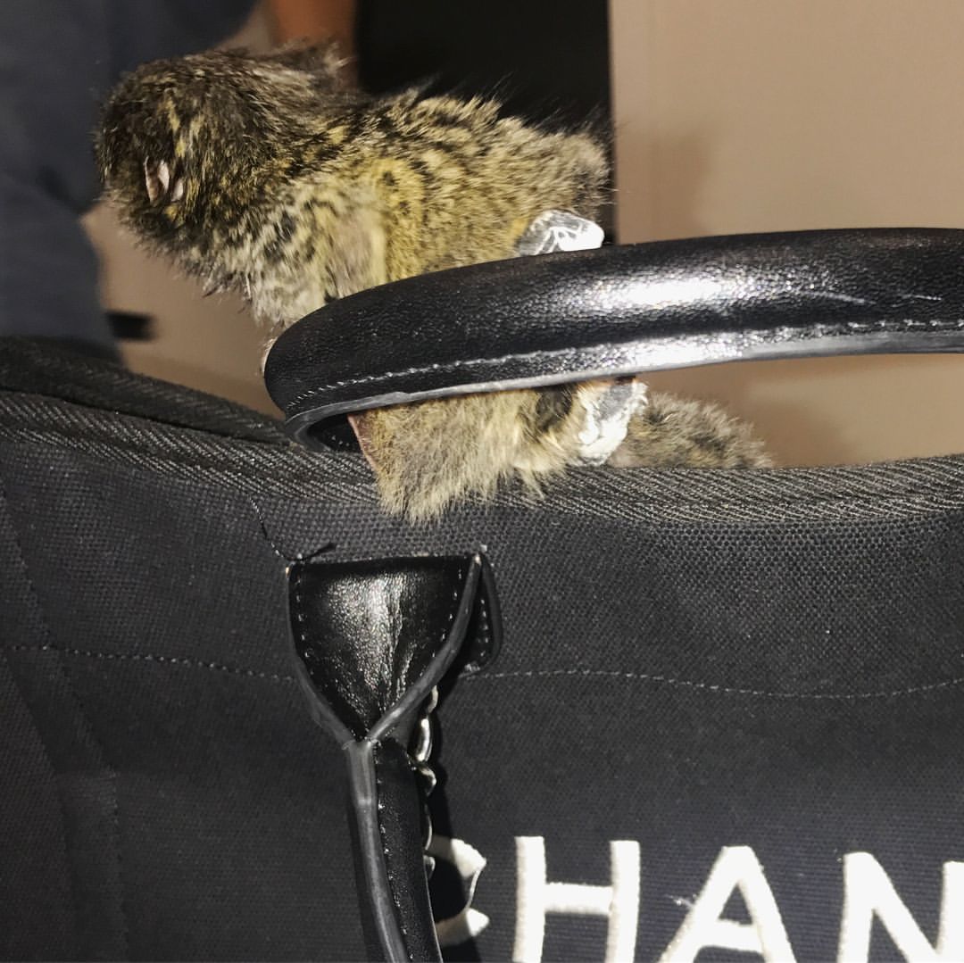 Small Marmoset Monkey