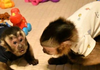 DNA Tested Capuncin Monkey