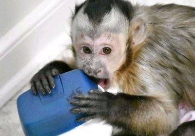 Well Trained Capuncin Monkey For Sale