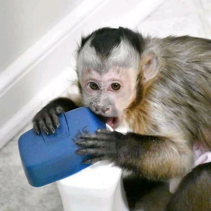 Well Trained Capuncin Monkey For Sale