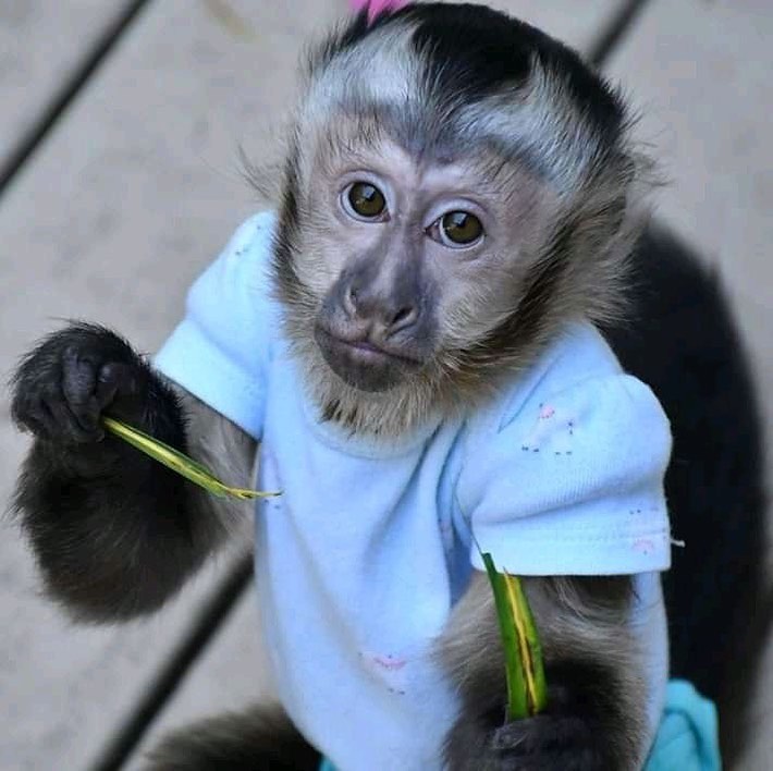 Full Bloodlines Capuncin Monkey