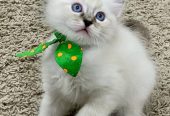 Ragdoll kittens