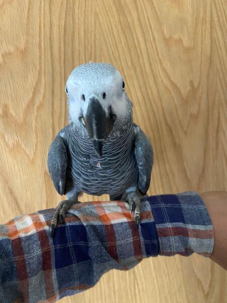 African grey parrots