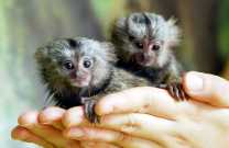 Outstanding finger baby marmoset monkeys