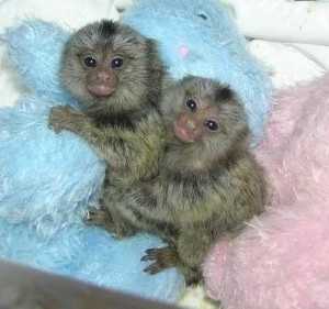 Twin Finger Size Marmoset Monkeys