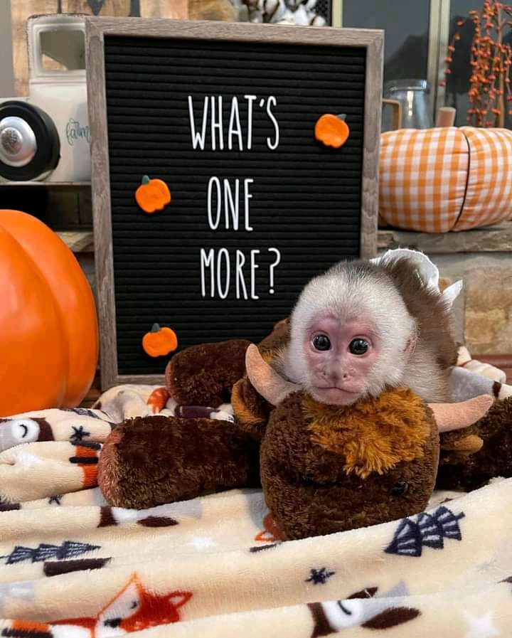 2 capuchin monkeys for sale