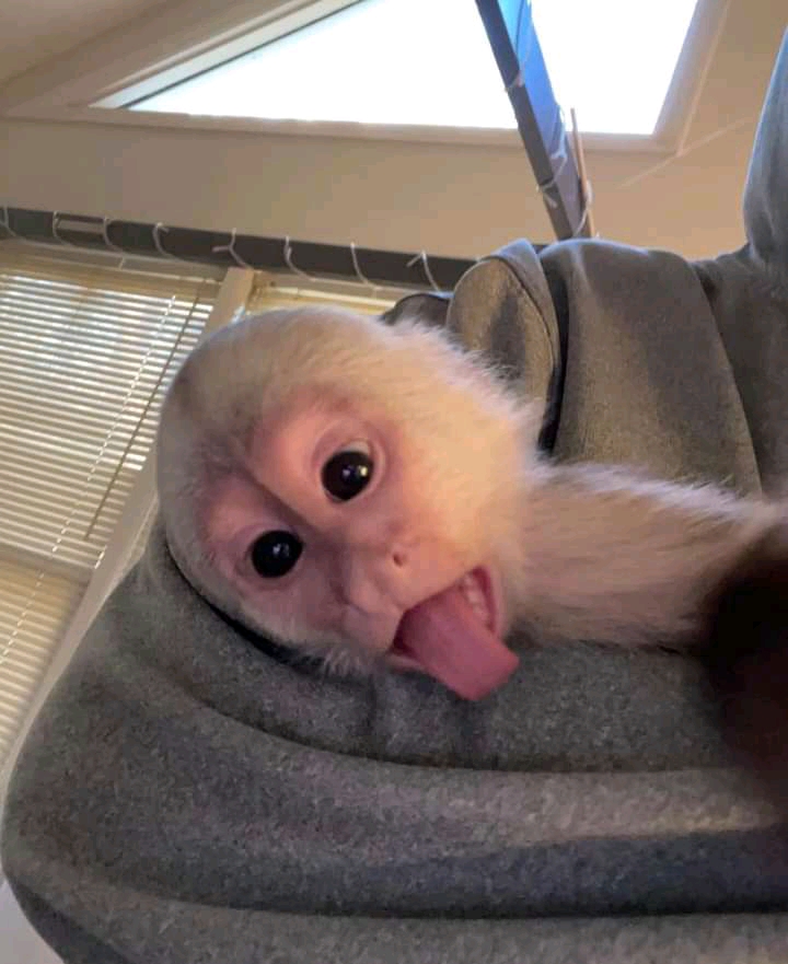 2 capuchin monkeys for sale