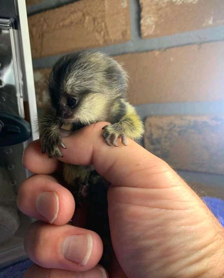 Marmoset monkeys for adoption